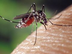 Control de plagas y mosquitos