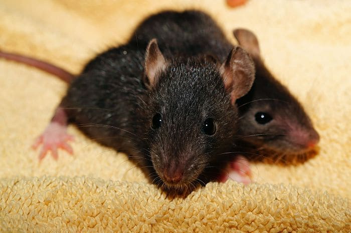 Control de ratas y ratones - Roedores