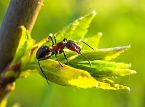 Hormigas - Control de plagas
