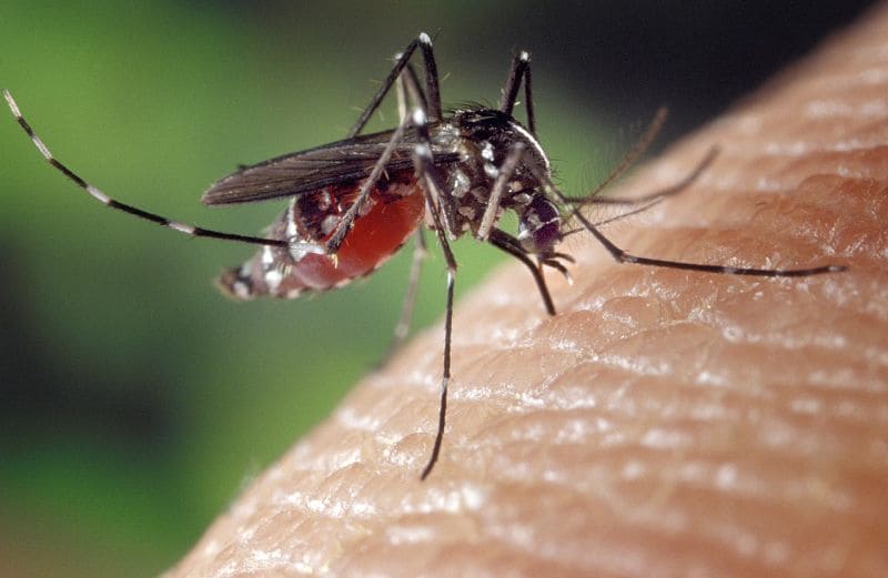 Mosquitos - Tipos y control de plagas