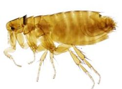 Exterminar pulgas en casa
